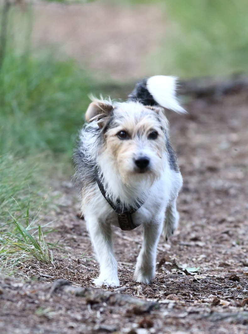Therapie-Hund Grisu Therapie-Hund Grisu