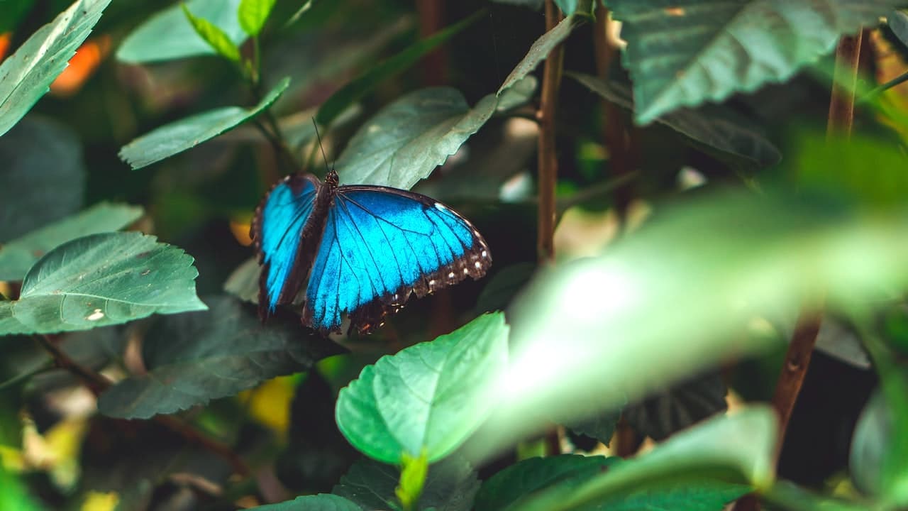 Bild Ilka Hempel Psychotherapie Münster Startseite Schmetterling blau Praxis Psychotherapie Ilka Hempel