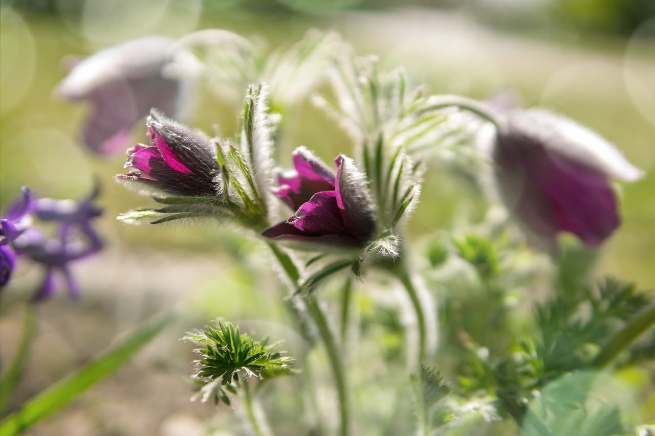 flower-5026870_1280