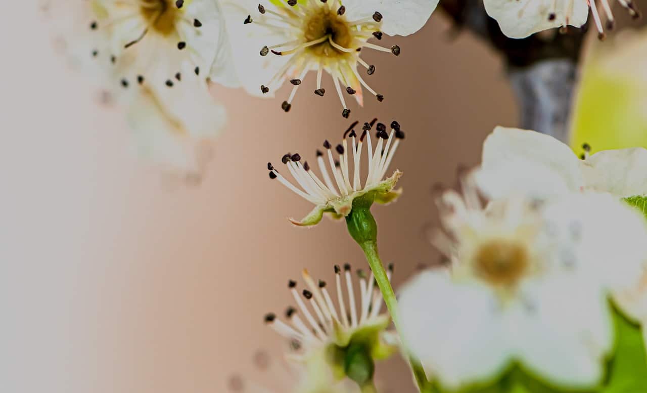 white-flowers-7107562_1280